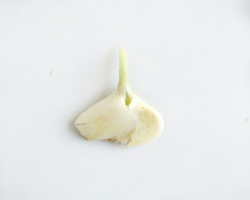 Bawang putih segar